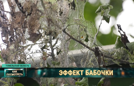 Американская белая бабочка атакует Гомельскую область: фиксируют массовое поражение деревьев