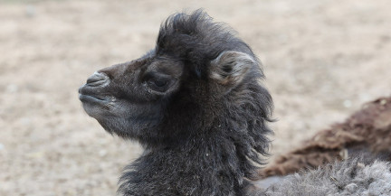 Впервые в истории Витебского зоопарка родился верблюжонок