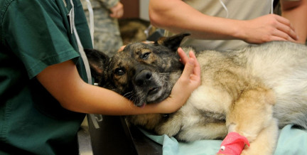 Как формируются цены на ветеринарные услуги, рассказали в МАРТ