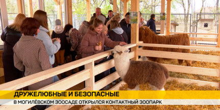 Шотландская коровка, альпака и кролики: в Могилевском зоосаде запустили контактный зоопарк