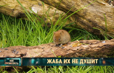 «Зеленая» забота. Почему экологическая повестка Европы – невыгодное дело?