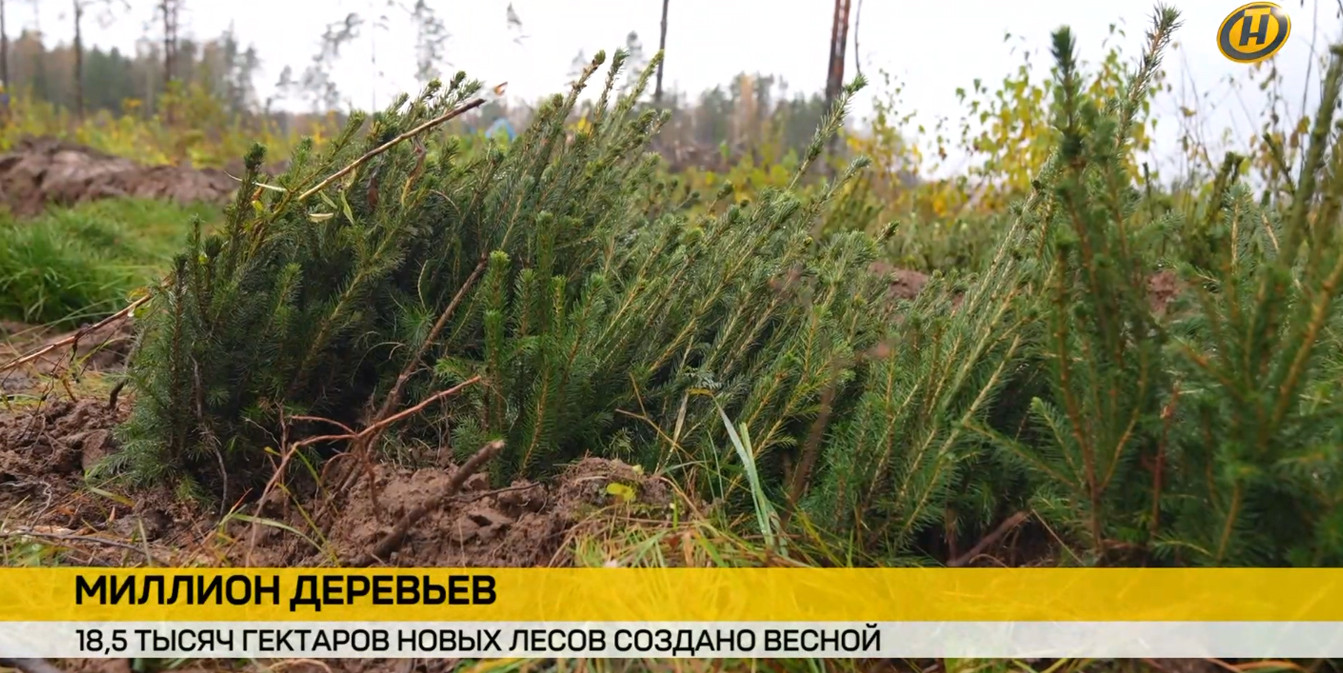 саженцы для посадки нового леса в Беларуси