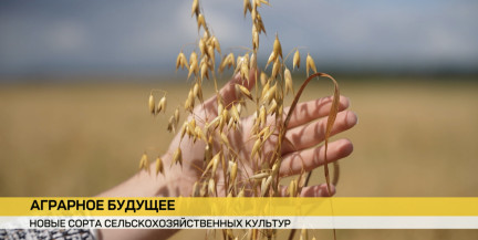 Ученые поделились своими успехами в селекции зерна