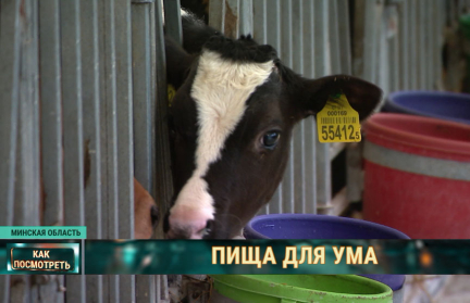 Под Минском выращивают «генно-модифицированных» телят и получают высокобелковое шестипроцентное молоко