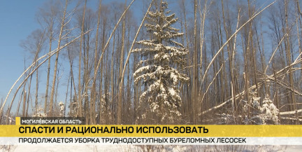 На Могилевщине продолжаются масштабные работы по уборке лесосек, пострадавших от прошлогоднего урагана