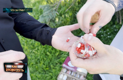 Грибное чистилище: как микомистицизм превращается в наркопирамиду. Репортаж ОНТ