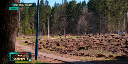 Лесная тревога в Минске: что происходит с парком «Медвежино». Репортаж ОНТ