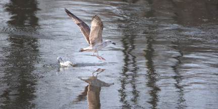 Белгидромет сообщил о ситуации с уровнем воды в реках Беларуси