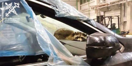 Енот, приехавший в Беларусь из США в контейнере, любит яйца и хорошо ладит с людьми