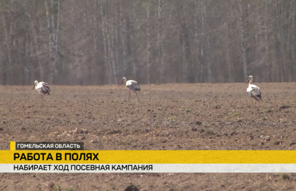 После недели затишья из-за заморозков в Беларуси набирает ход посевная