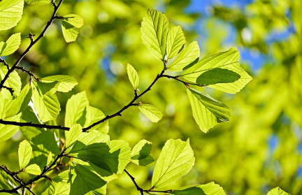 Новый сквер появится в Минске – рассказываем, где именно