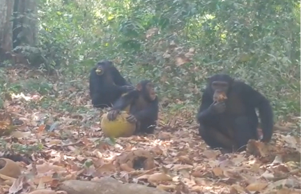 Шимпанзе нашли способ «напиться». Ученые засняли, как приматы устроили «застолье»