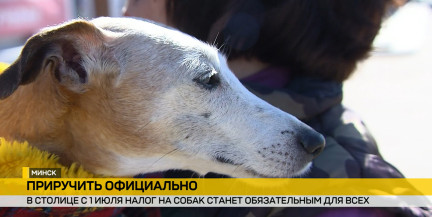 Перепись четвероногих в столице: как выявят «нелегальных» собак и на что пойдут налоги – в сюжете ОНТ