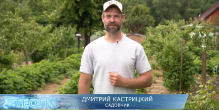 Как сделать удобрение из травы: рецепты компостного чая и бродиловки от Дмитрия Кастрицкого