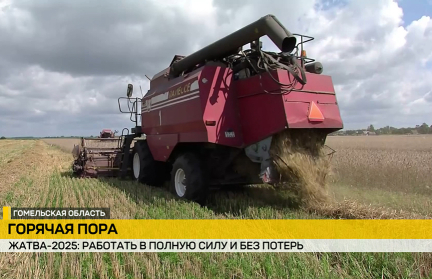 Почти 5,5 млн тонн зерна: уборочная кампания в Беларуси перешла в самую активную фазу