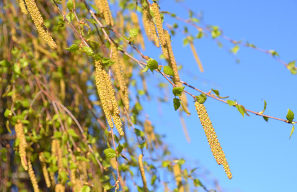 Аллергикам приготовиться. К выходным карта пыльцы в Беларуси снова станет красной