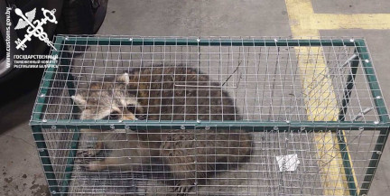 Белорусские таможенники нашли необычного пассажира в авто из США