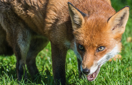 Даже кота загрызли. Лисы атаковали Гродно