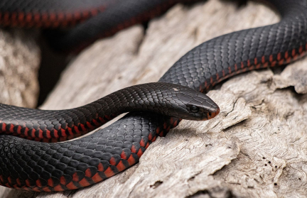 Мужчина сделал искусственное дыхание змее