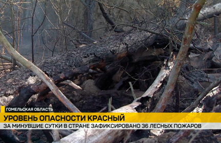 Минлесхоз: в Брестской и Гомельской областях пожаром охвачено 70 гектаров территории