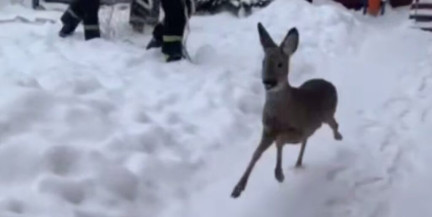 Спасатели МЧС поймали косулю на территории детского центра в Дзержинске