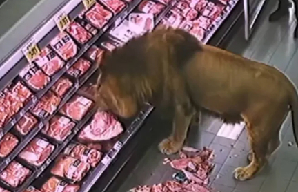 Лев зашел в продуктовой магазин в ЮАР и разгромил мясной прилавок