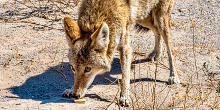 В Пакистане шакал забрался в дом и искусал ребенка