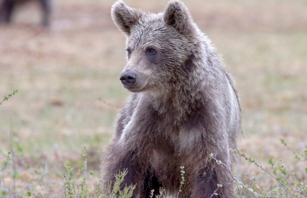 Медвежонок ворвался в дом престарелых и поплатился