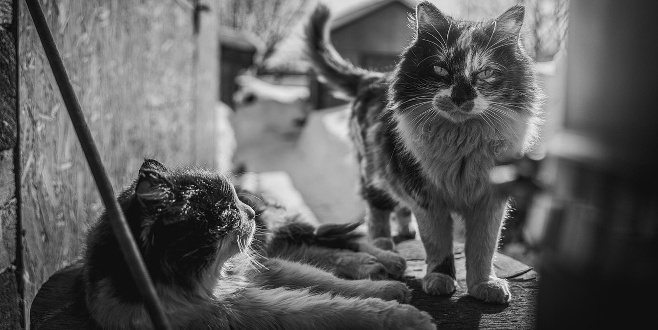 кошки