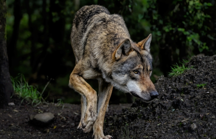 Волки в Канаде освоили рыболовные сети
