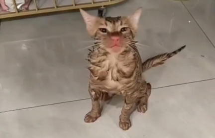 Китайская блогерша случайно постирала кота в стиральной машине