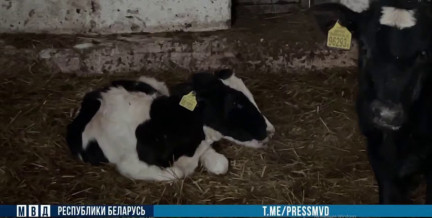 Более 700 животных КРС погибло на Щучинщине: как такое случилось