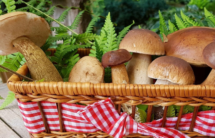 Радиация зашкаливала в грибах на Гомельщине