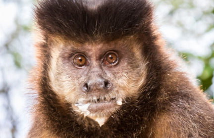 Обезьяна сбежала от хозяев и стала уголовницей