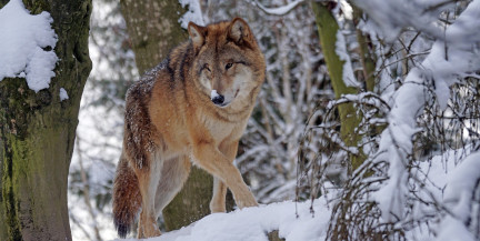 В Гродно объявили охоту на волка, которого заметили вблизи жилого микрорайона Ольшанка