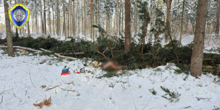 Трагедия в Костюковичах: дерево насмерть придавило лесоруба