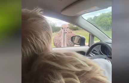 Бориса Джонсона клюнул страус во время поездки на сафари вместе с женой и ребенком (ВИДЕО)