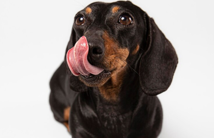 Таксы съели хозяйку