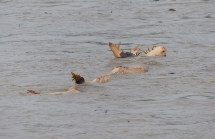 Почти 2 тыс. иностранных туристов спасены после наводнения в Таиланде