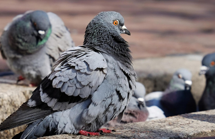 Причинял увечья птицам. Причину агрессивного поведения установили столичные судебные эксперты