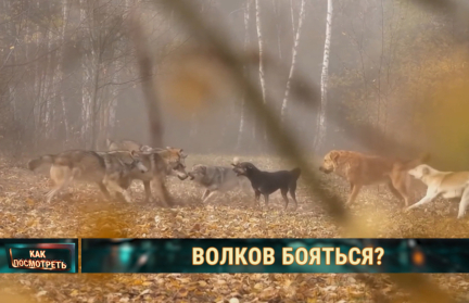 Жители Полесья боятся выходить из домов: что происходит в деревнях