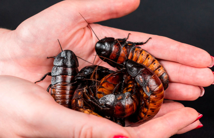 Американец умер от удушья на конкурсе по поеданию насекомых