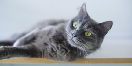 Оставленная дома кошка случайно устроила пожар