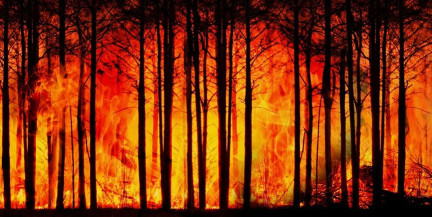 16 человек погибли в Чили из-за лесных пожаров