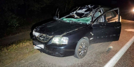 В Гомельской области фиксируют рекордное число ДТП с участием зверей