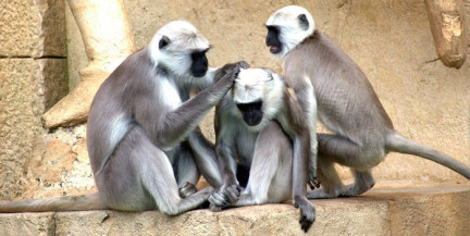 В Индии обезьяна украла младенца и бросила его в колодец