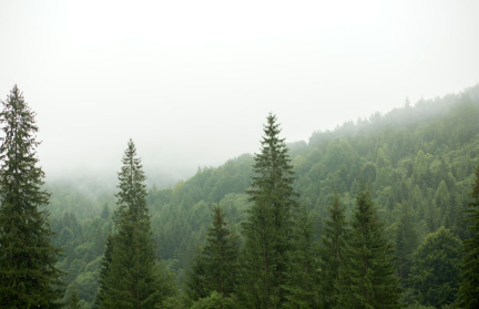 ООН: леса планеты находят под угрозой исчезновения