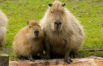 Капибары оккупировали элитный район под Буэнос-Айресом