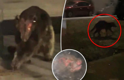 Легендарную «чупакабру» сняли на видео