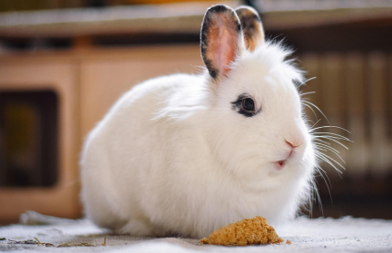 Зоопарк в Дании призвал пожертвовать домашних животных на корм хищникам